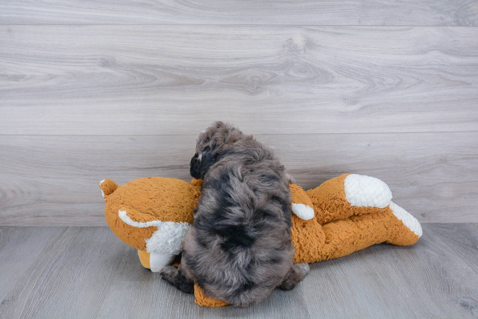 Smart Cavapoo Poodle Mix Pup