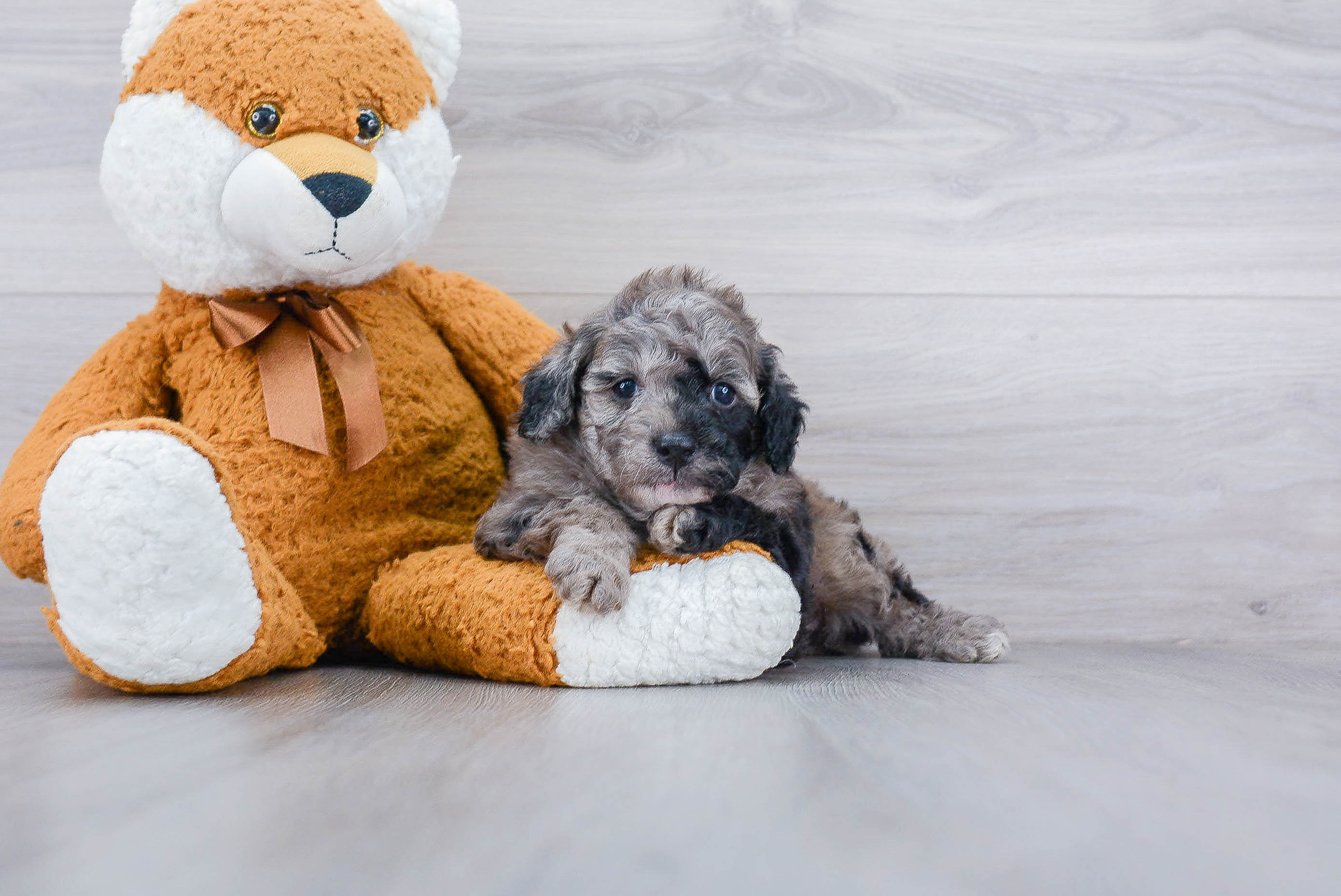 Cavapoo Pup Being Cute