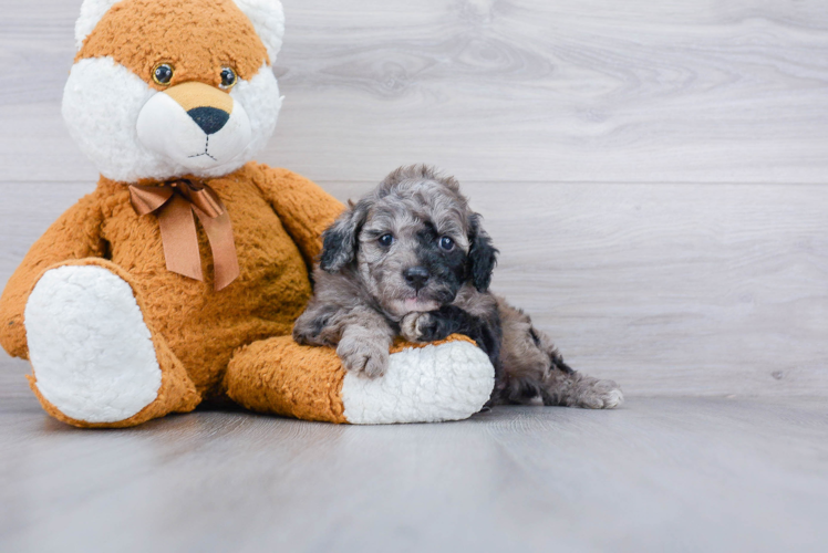 Cavapoo Pup Being Cute