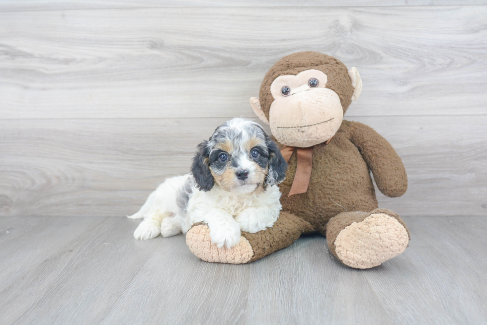 Funny Cavapoo Poodle Mix Pup