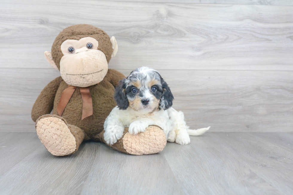 Cavapoo Pup Being Cute