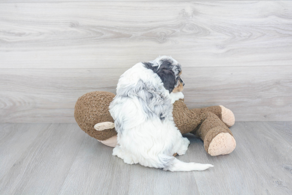 Playful Cavoodle Poodle Mix Puppy