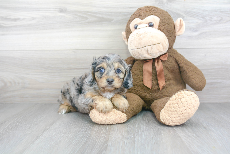 Happy Cavapoo Baby