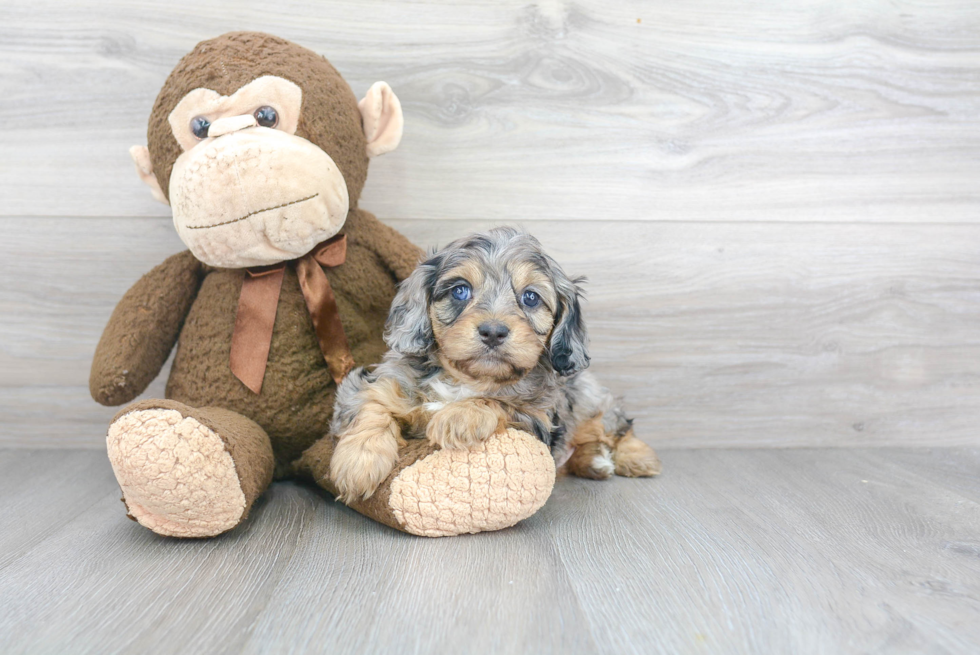 Sweet Cavapoo Baby