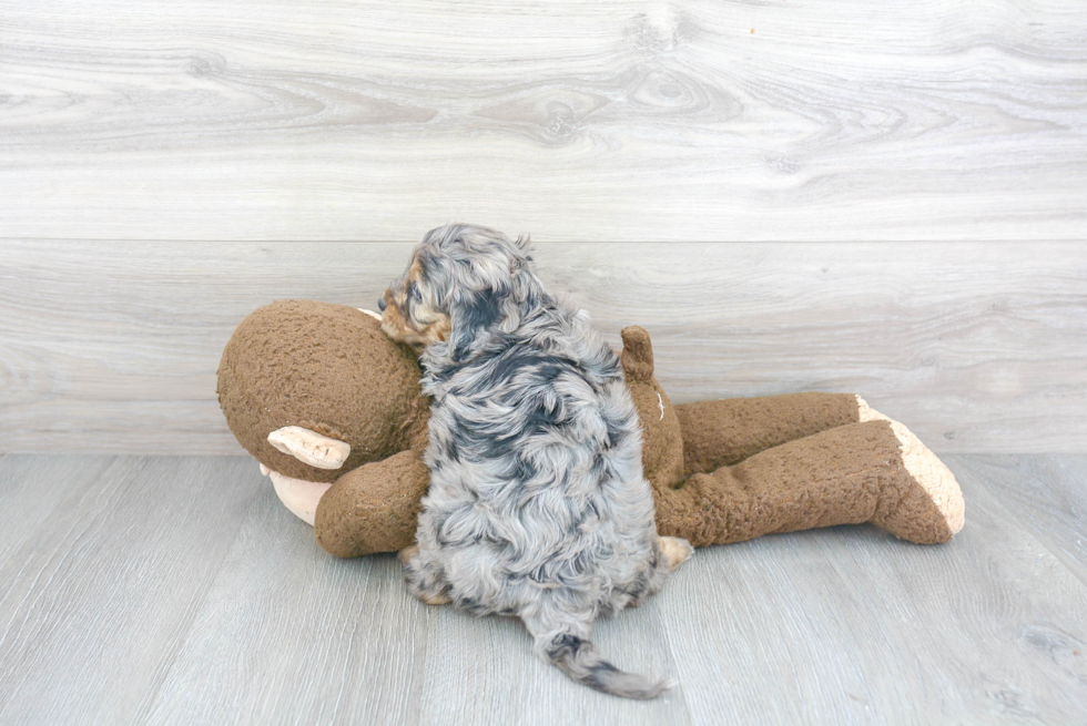 Cavapoo Pup Being Cute