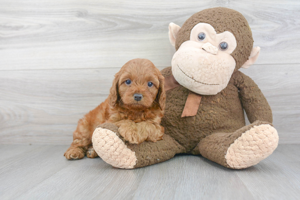 Cavapoo Puppy for Adoption