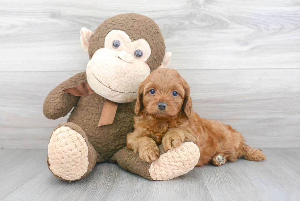 Cavapoo Puppy for Adoption