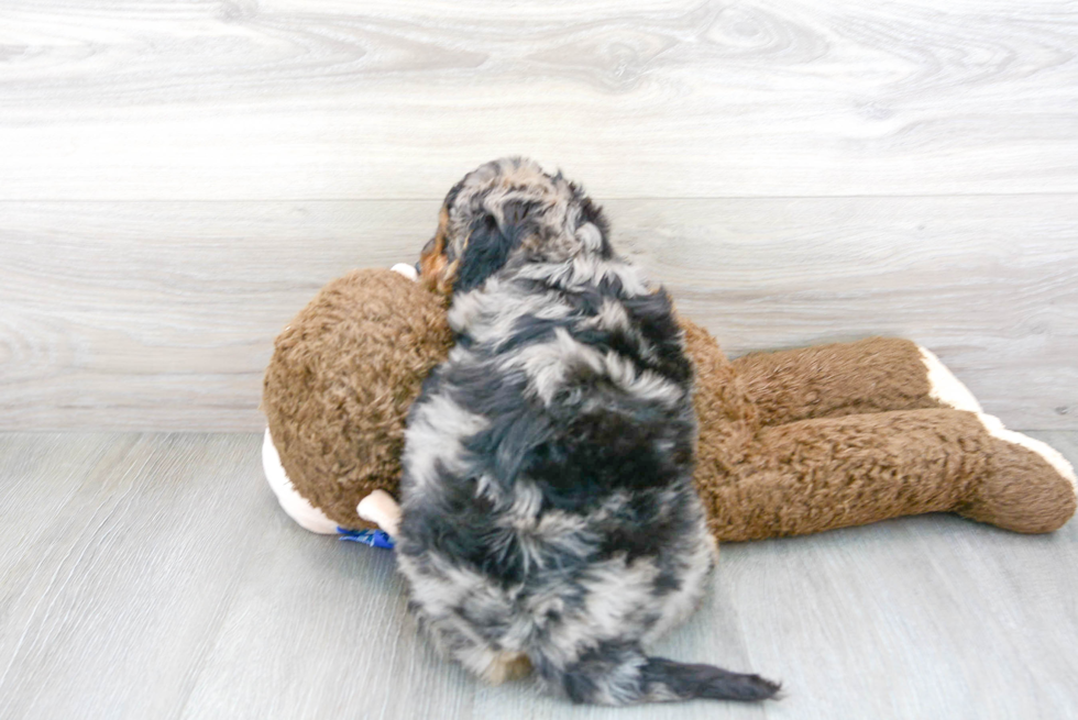 Cavapoo Pup Being Cute