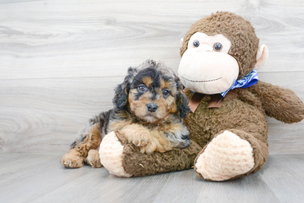 Playful Cavoodle Poodle Mix Puppy