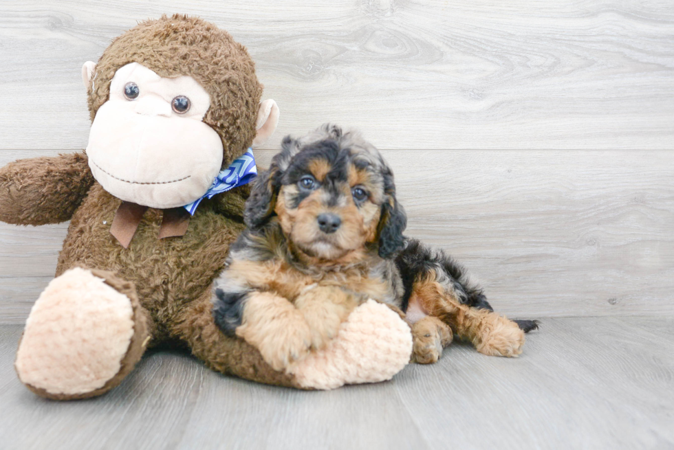 Fluffy Cavapoo Poodle Mix Pup