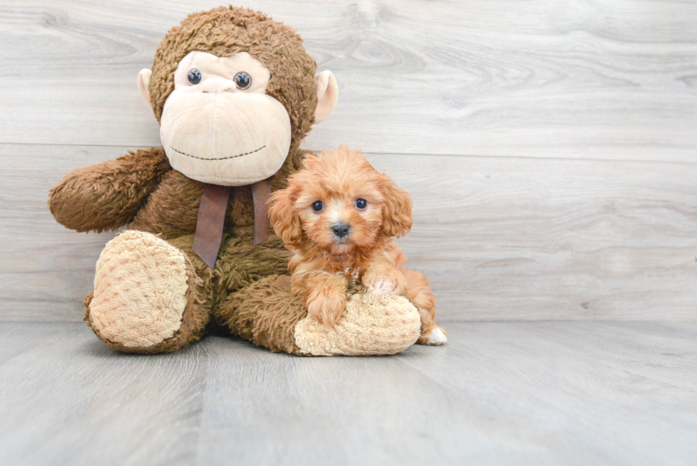 Sweet Cavapoo Baby