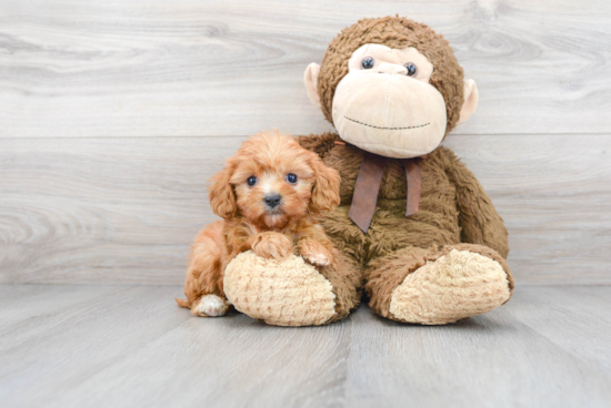 Friendly Cavapoo Baby