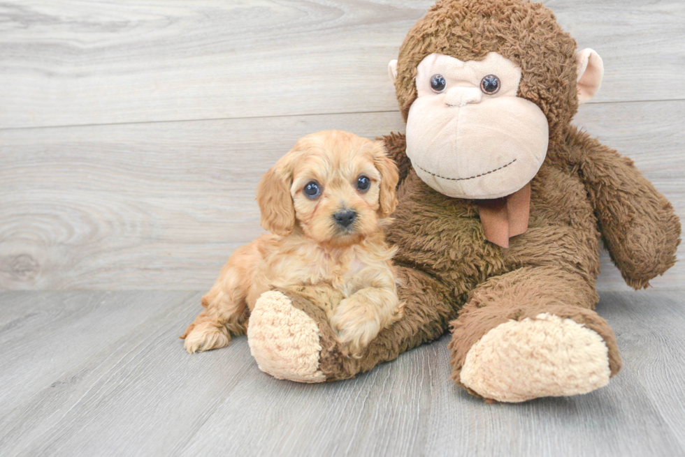 Sweet Cavapoo Baby