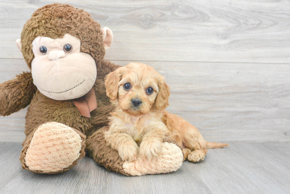 Cavapoo Pup Being Cute