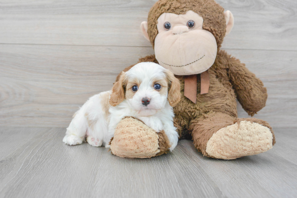 Popular Cavapoo Poodle Mix Pup