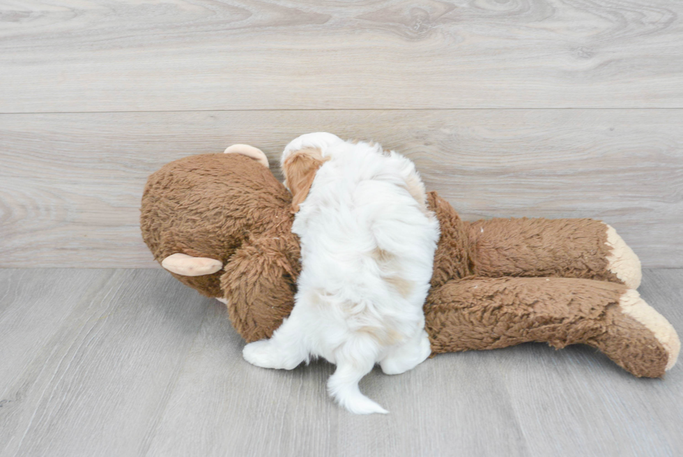 Cute Cavapoo Baby