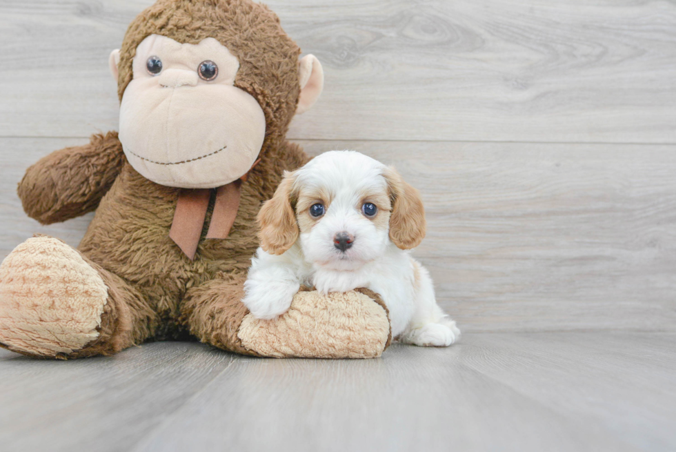 Funny Cavapoo Poodle Mix Pup