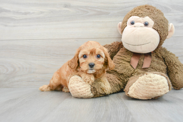 Little Cavoodle Poodle Mix Puppy