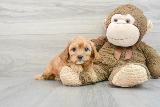 Little Cavoodle Poodle Mix Puppy