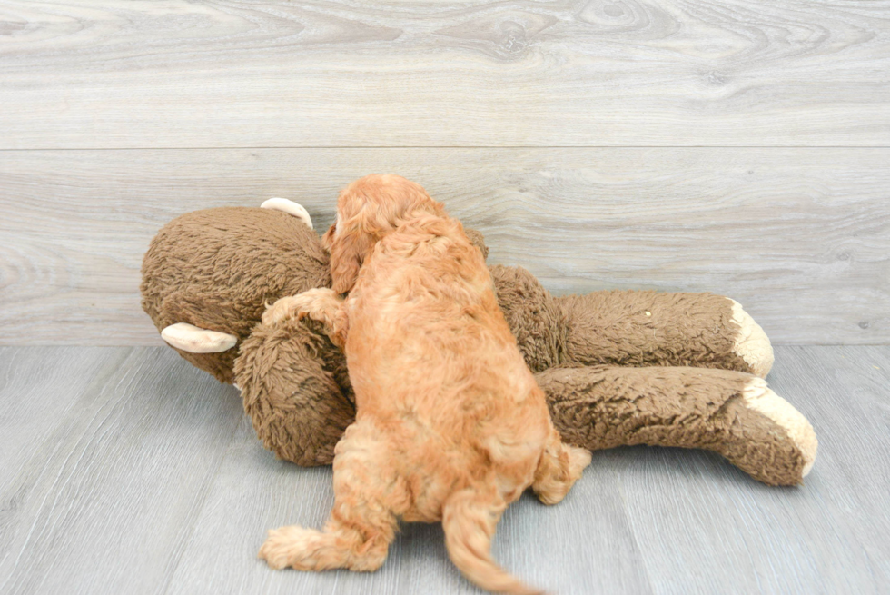 Cavapoo Pup Being Cute