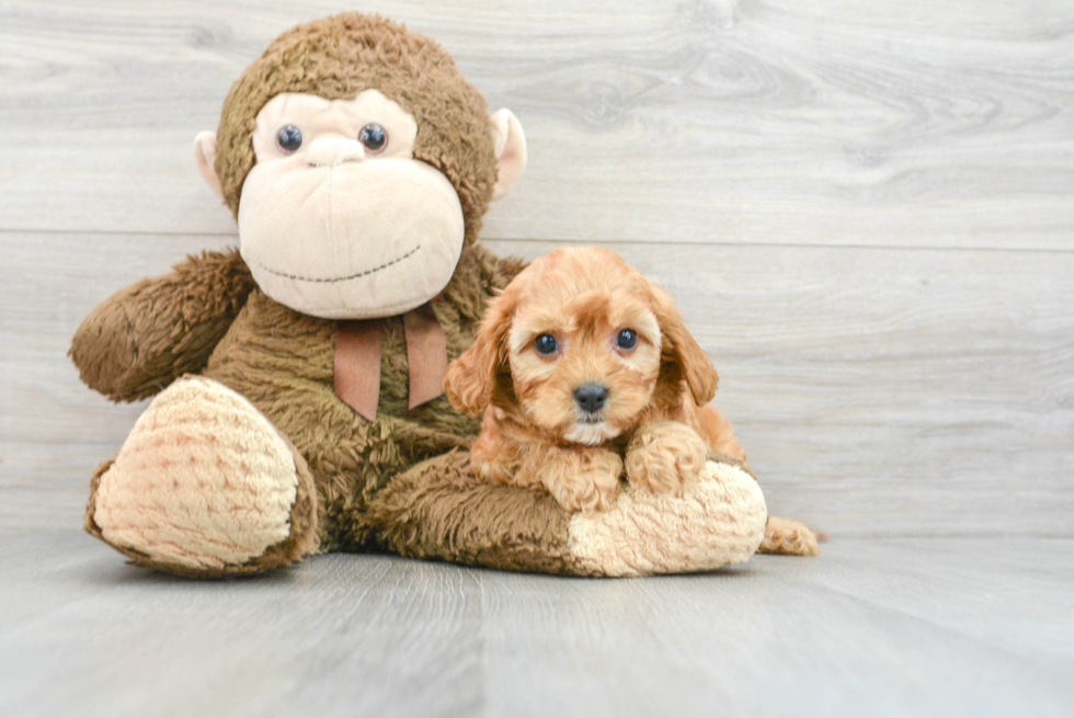 Petite Cavapoo Poodle Mix Pup