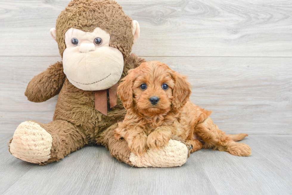 Petite Cavapoo Odessa: 4lb 10oz Doodle Puppy