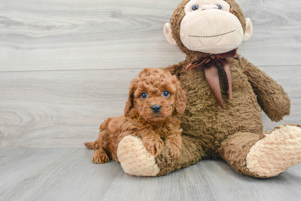 Cavapoo Pup Being Cute