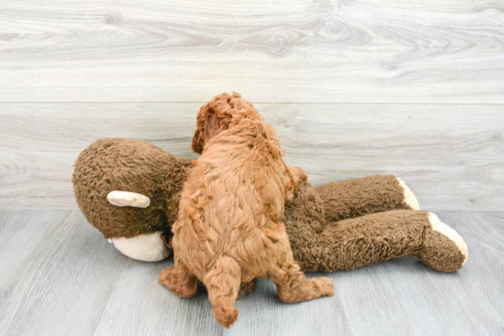 Happy Cavapoo Baby