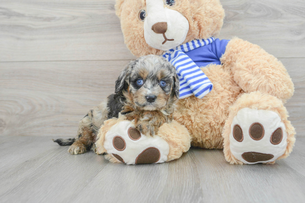 Best Cavapoo Baby