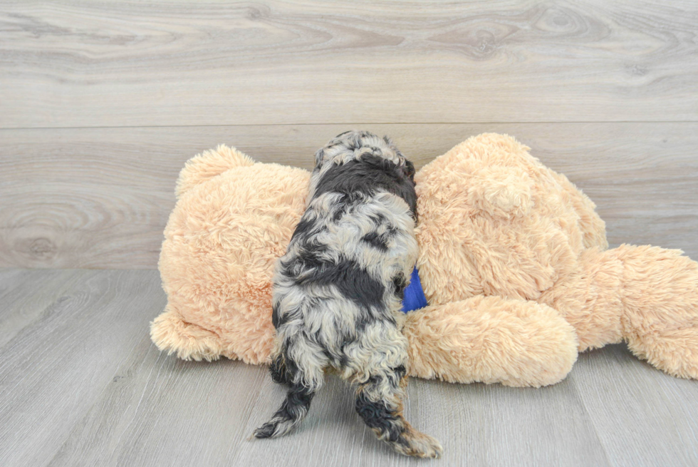 Small Cavapoo Baby