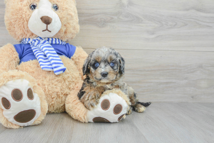 Cute Cavapoo Baby