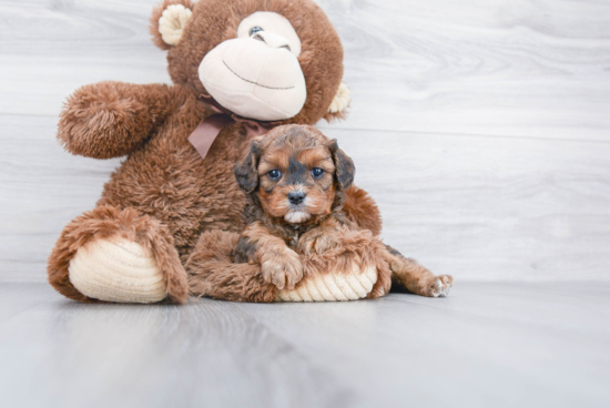 Cavapoo Pup Being Cute