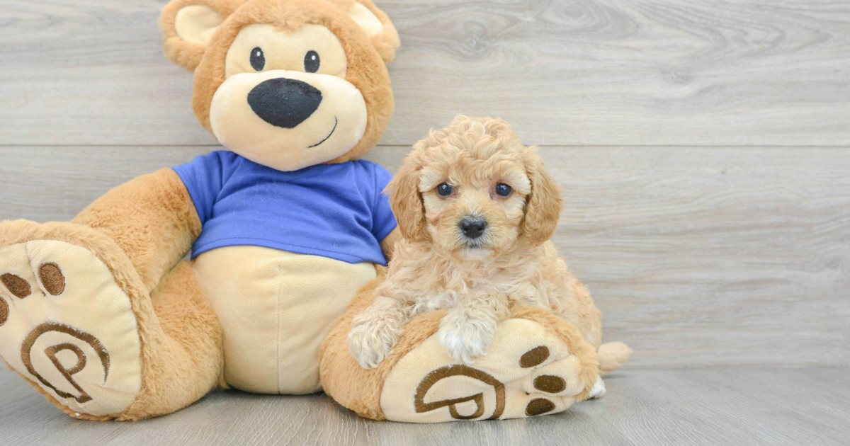 Fluffy Cavapoo Odessa: 4lb 2oz Doodle Puppy