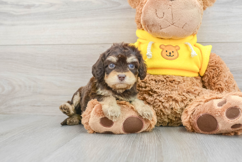 Small Cavapoo Baby