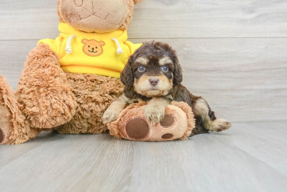 Cavapoo Puppy for Adoption