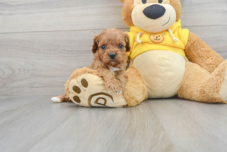 Small Cavapoo Baby