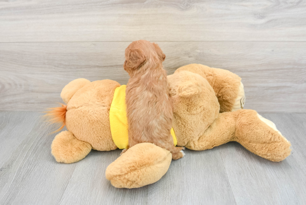 Playful Cavoodle Poodle Mix Puppy