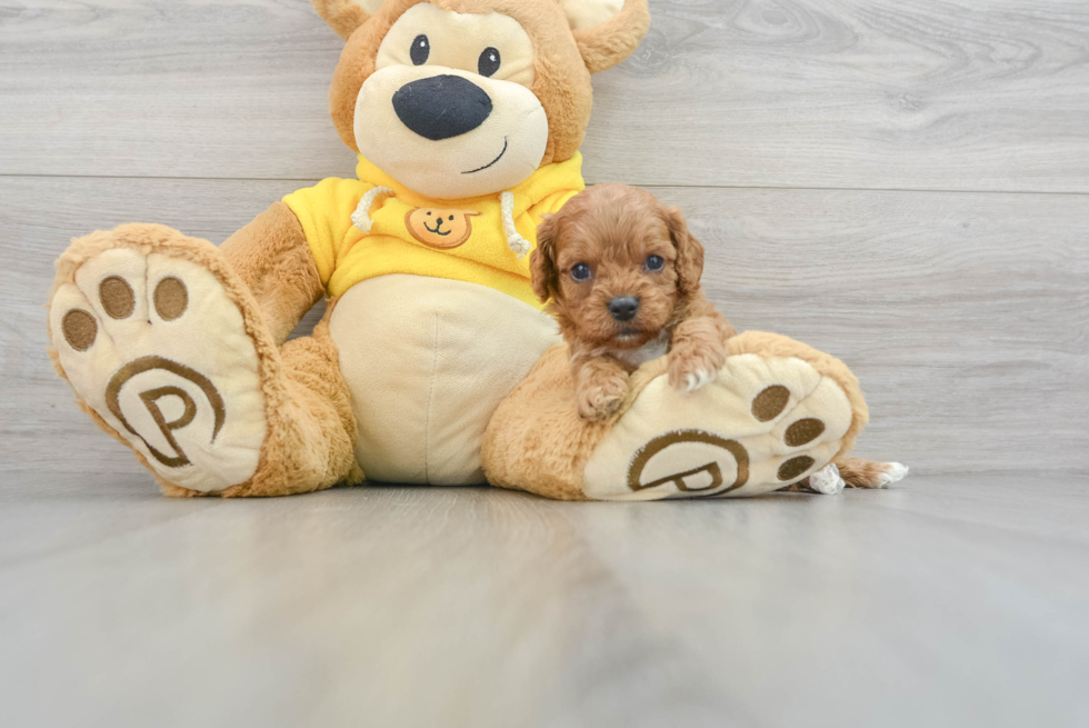 Cute Cavapoo Baby