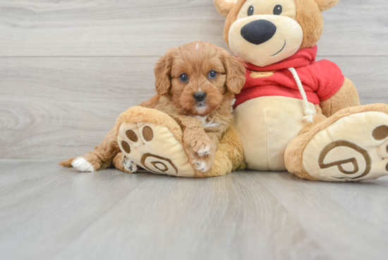 Sweet Cavapoo Baby