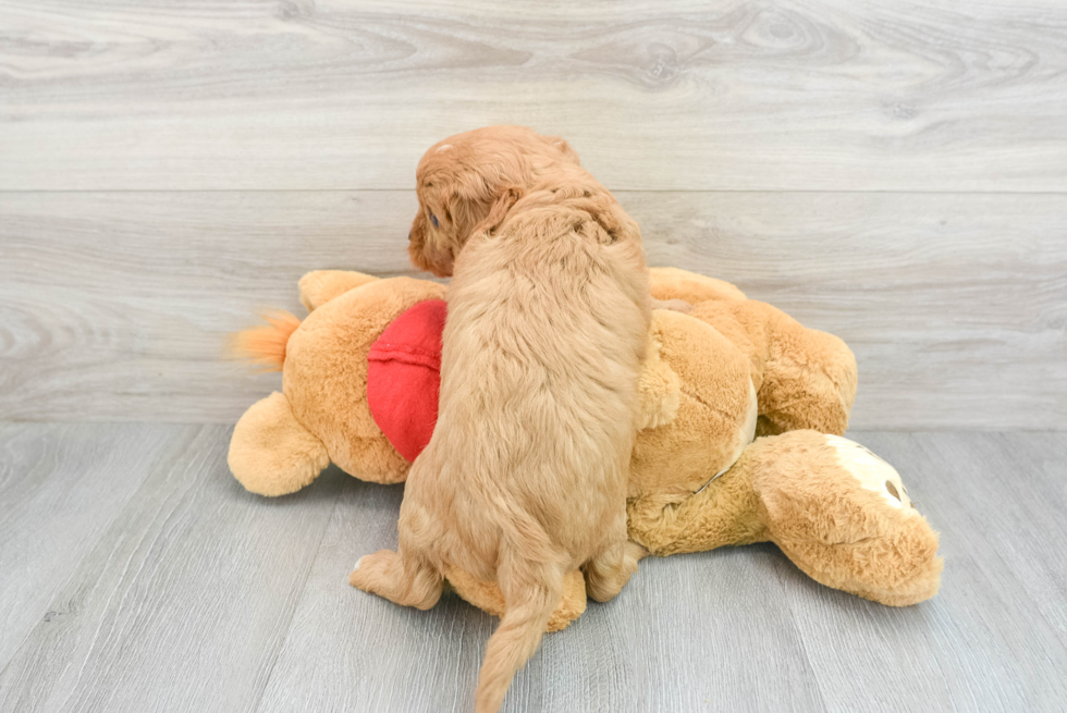 Friendly Cavapoo Baby