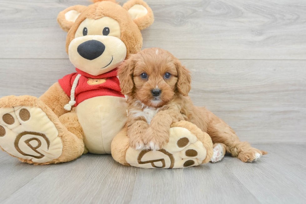 Best Cavapoo Baby