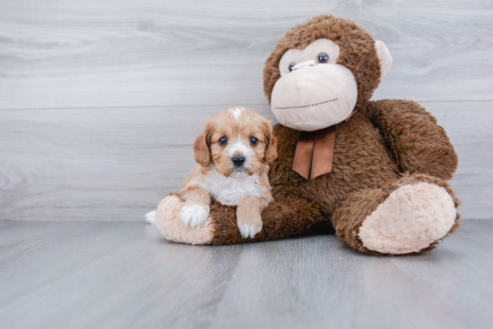 Little Cavoodle Poodle Mix Puppy