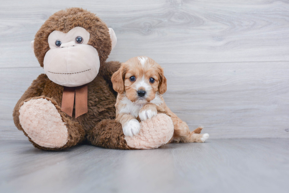 Sweet Cavapoo Baby