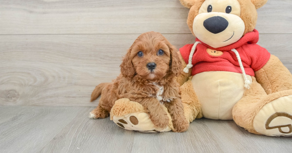 Happy Cavapoo Odessa: 4lb 9oz Doodle Puppy