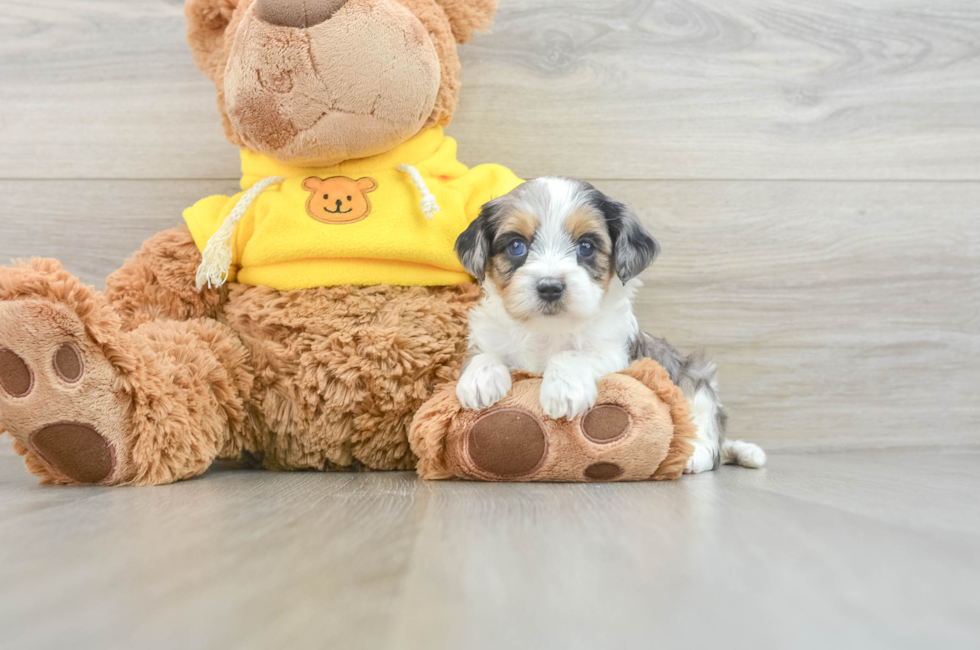 7 week old Cavapoo Puppy For Sale - Premier Pups