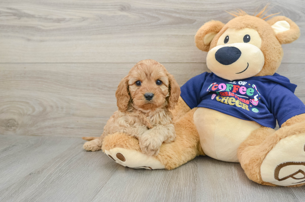 5 week old Cavapoo Puppy For Sale - Premier Pups