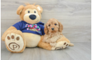 Cavapoo Puppy for Adoption