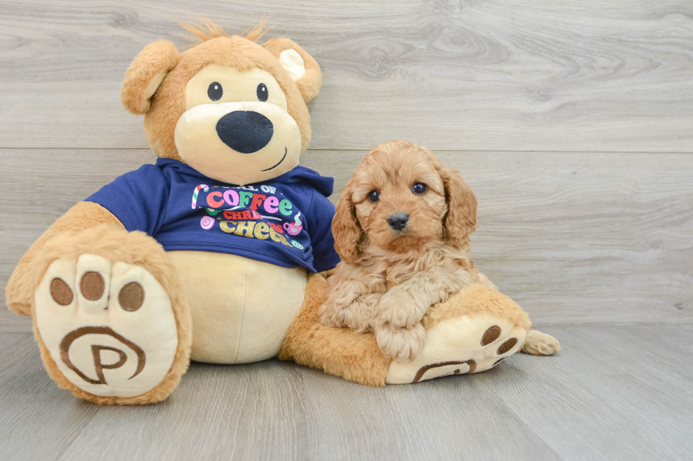 Cavapoo Puppy for Adoption