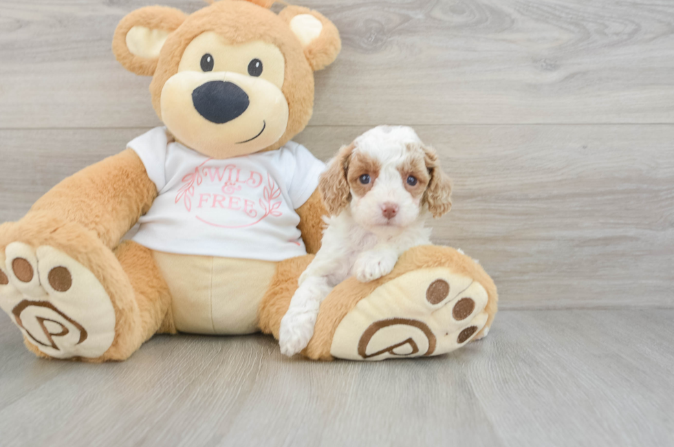 6 week old Cavapoo Puppy For Sale - Premier Pups