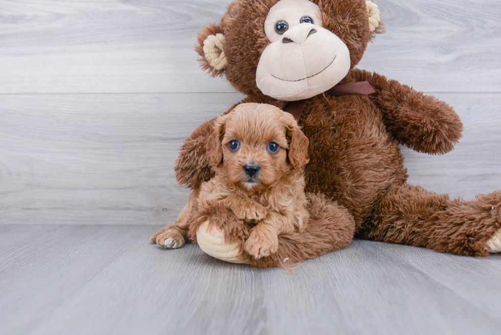 Cavapoo Pup Being Cute